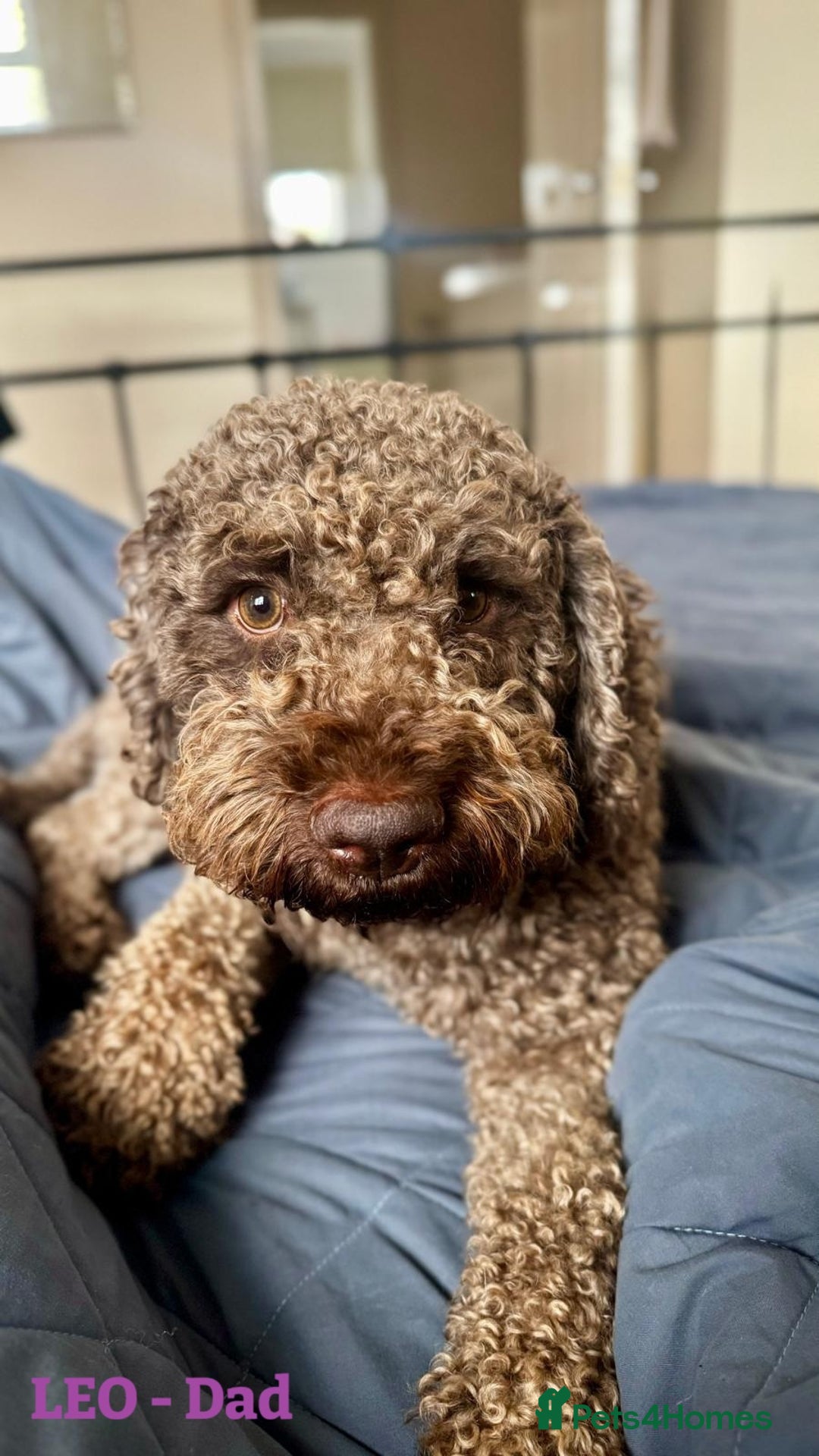 Lagotto Romagnolo dogs for sale: Lagotto Romagnolo, pure breed, KC reg litter - Image 10