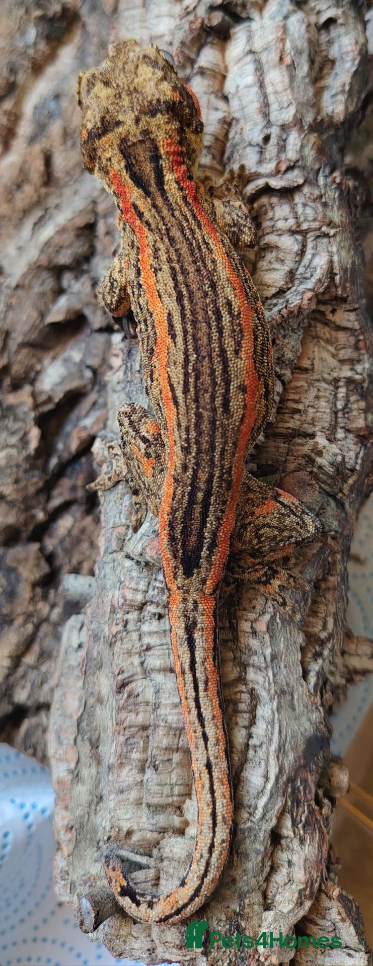 Gecko reptiles Orange stripe gargoyle gecko - Advert 2