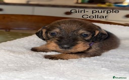 Dachshund dogs for sale: Wirehaired Dachshund - Image 12