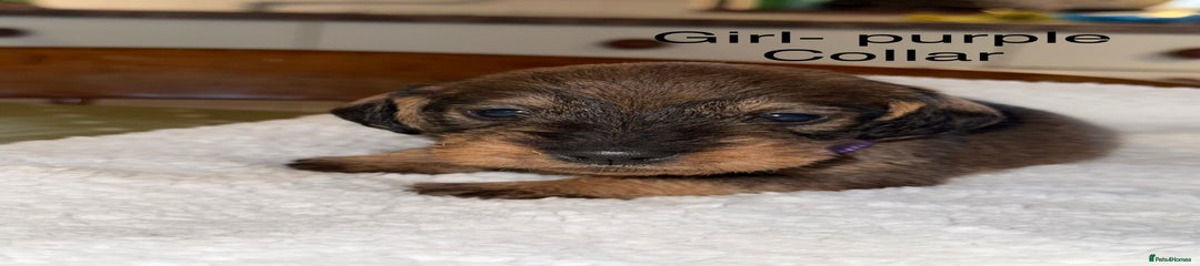 Dachshund Puppy 7