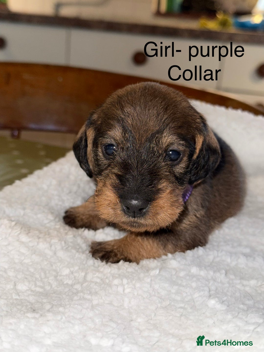 Dachshund dogs for sale: Wirehaired Dachshund - Image 12