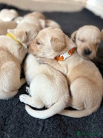 Goldador dogs Beautiful Goldador Puppies Ready Soon! - Advert 1