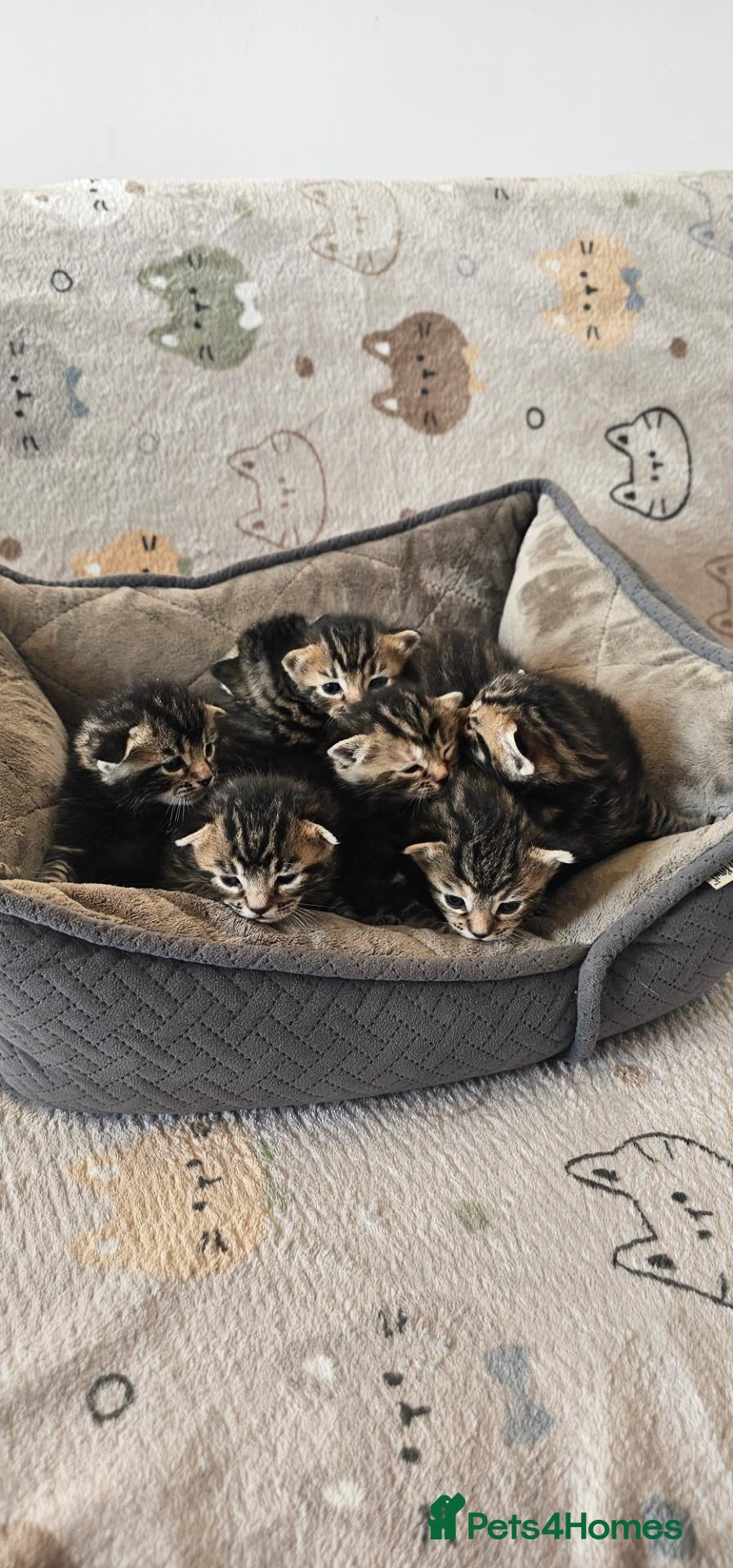 Bengal cats Beautiful Bengal Mix Kittens - Advert 1