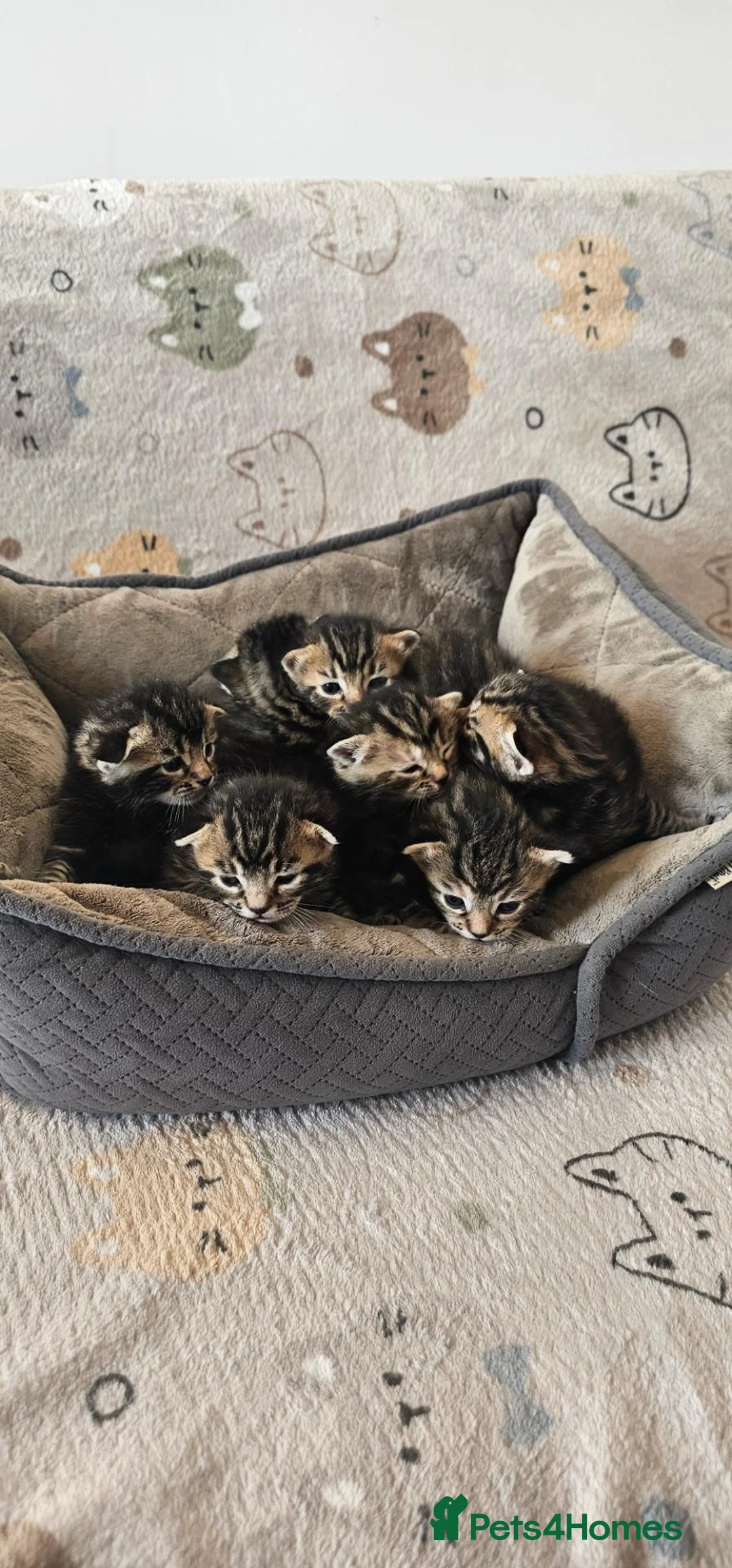 Bengal cats for sale: Beautiful Bengal Mix Kittens - Advert 1