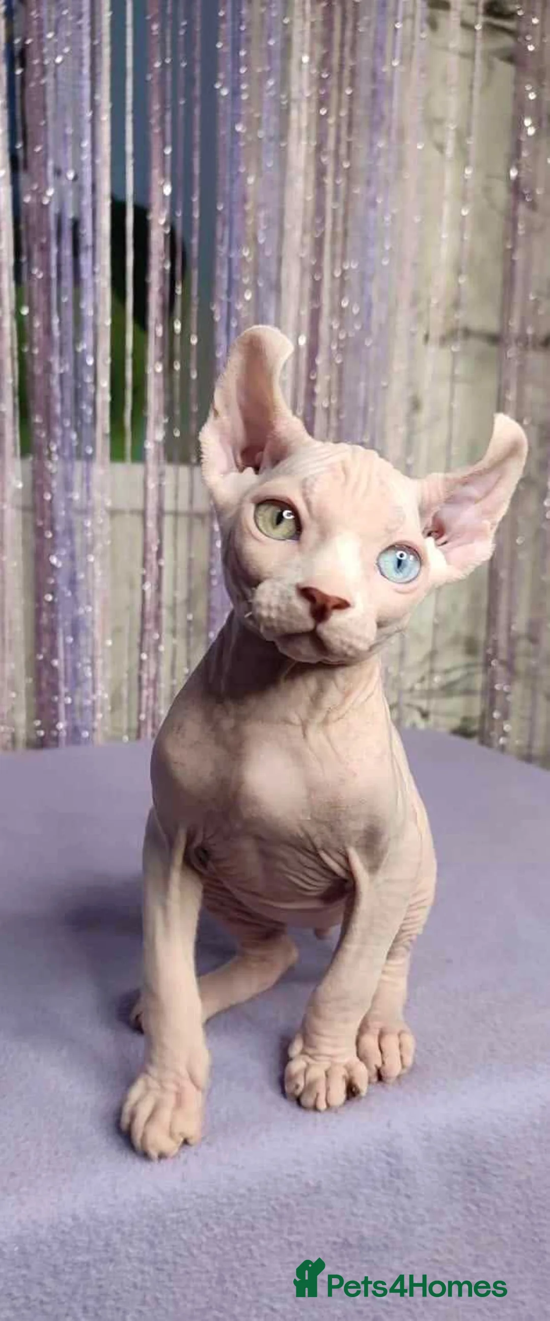 Sphynx cats for stud:  odd eyes shpynx elf ear STUD available.  - Advert 2