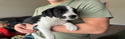 Mixed Breed dogs for sale: 2 pups left! Labrador X Whippet Lurcher Puppies 🐶 - Advert 22