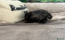 Dachshund dogs for sale: Dachshund puppy male - Advert 7