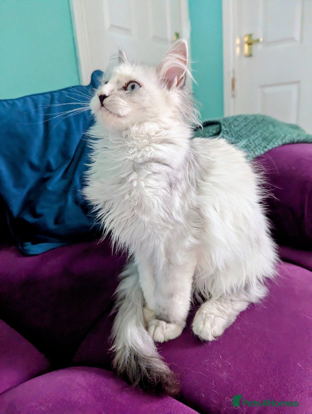 Maine Coon cats for sale: Beautiful Pedigree Maine Coon kittens  - Advert 2