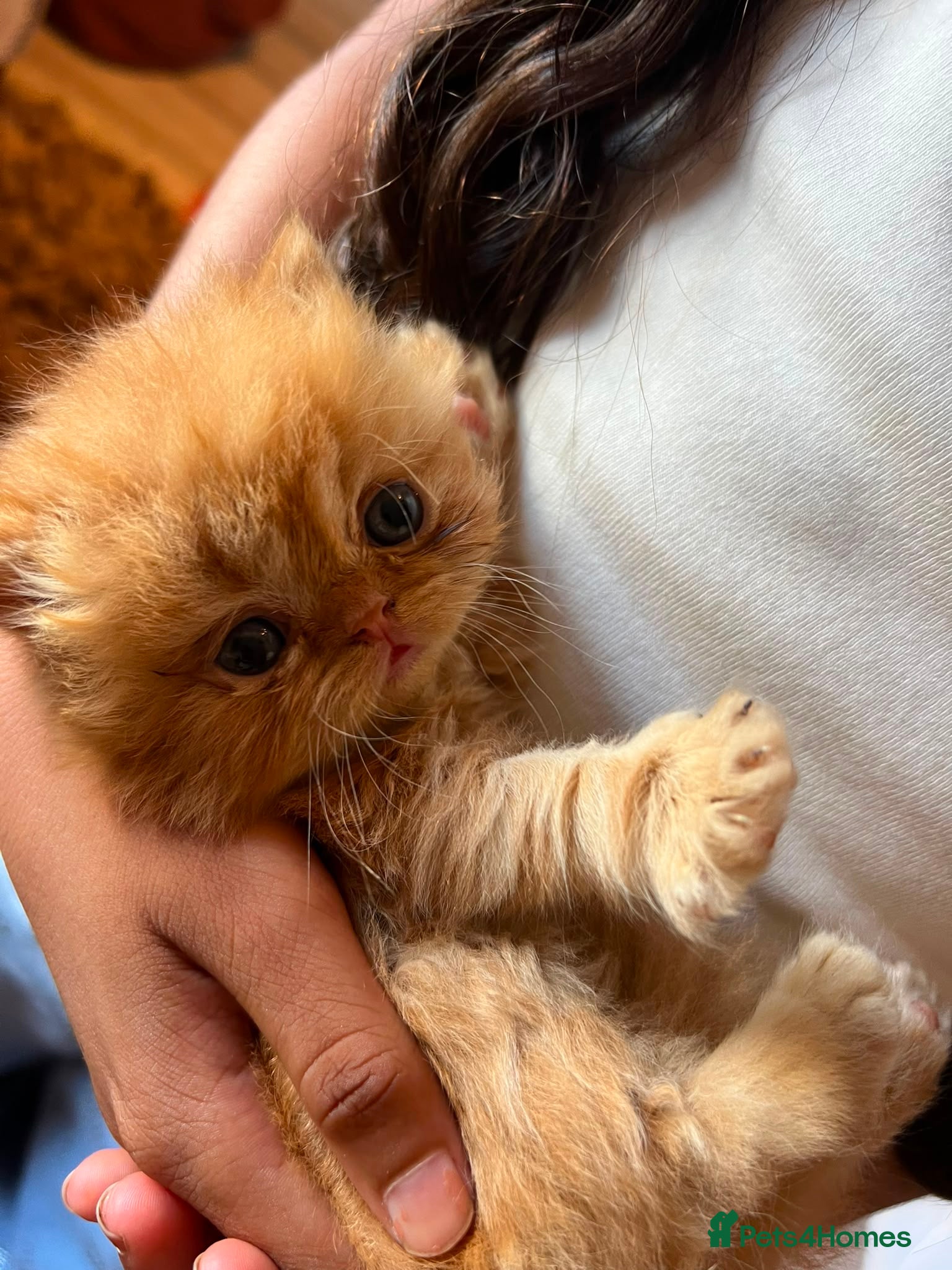 Persian cats Persian kittens looking for their forever home  - Advert 12