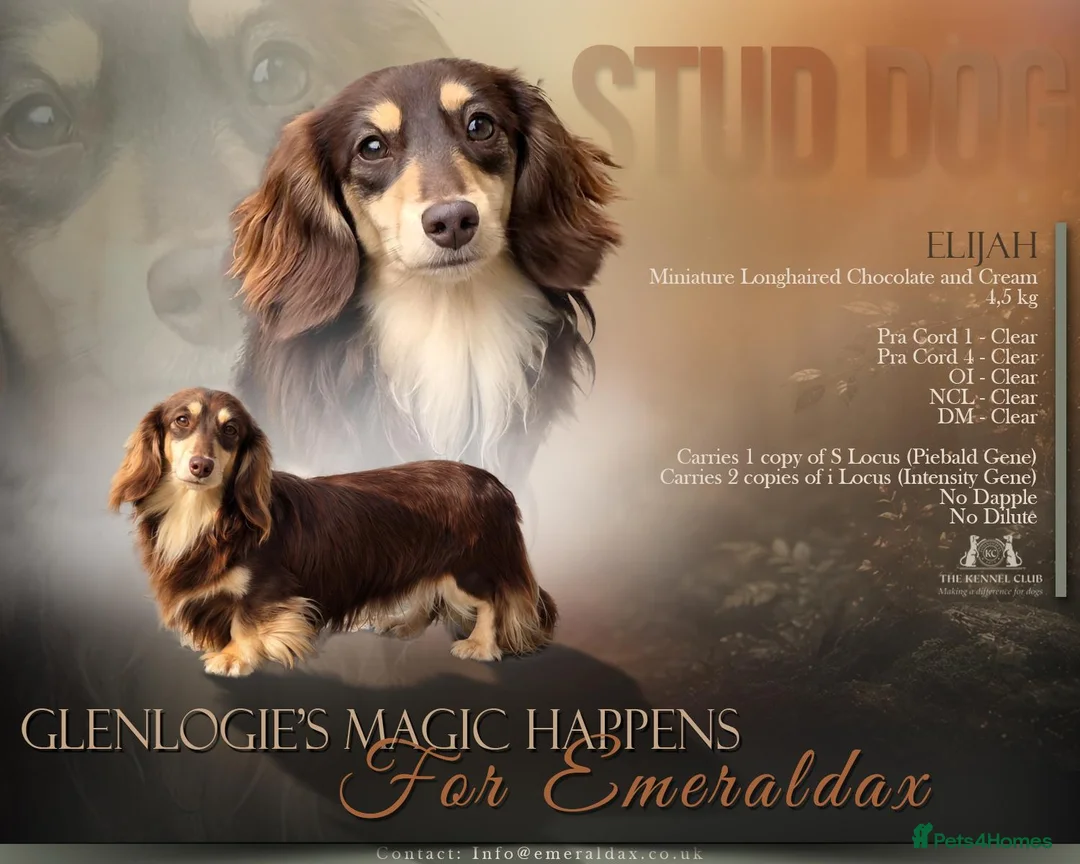 Miniature Dachshund dogs for stud: Miniature Longhaired Chocolate and Cream Stud - Advert 1