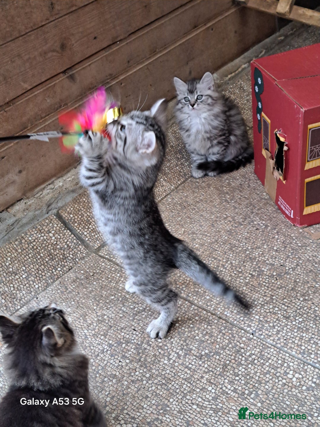 Siberian cats for sale: Stunning litter of Siberian x kittens - Image 3