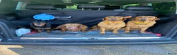 Labrador Retriever dogs for sale: DUE MID-JANUARY. Fox Red Labrador puppies.  - Advert 5