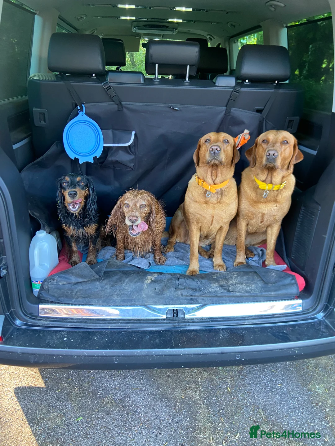 Labrador Retriever dogs for sale: CLOSED - Fox Red Labrador puppies.  - Advert 6