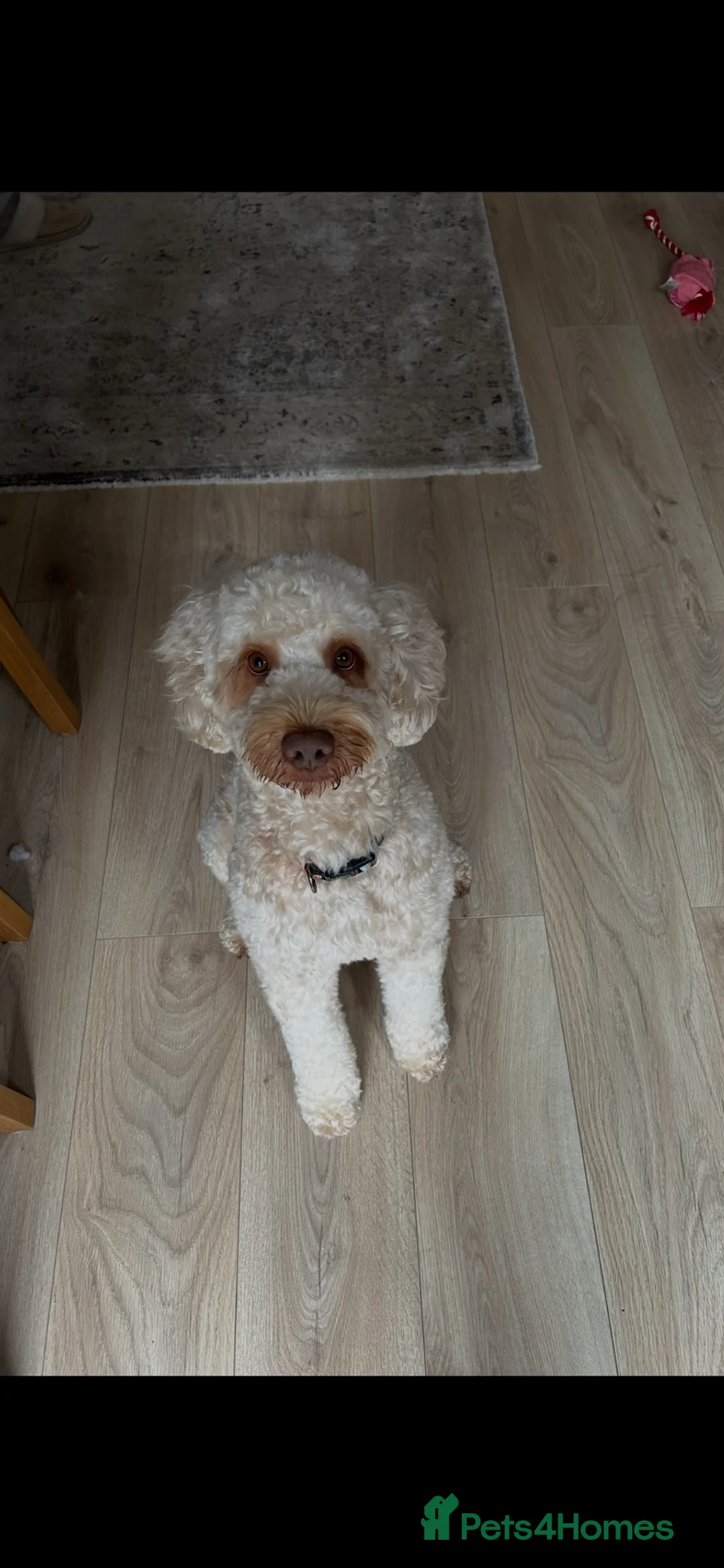 Cockapoo dogs for stud: Teddy our gorgeous 3 years old F1 Cockapoo  - Advert 2