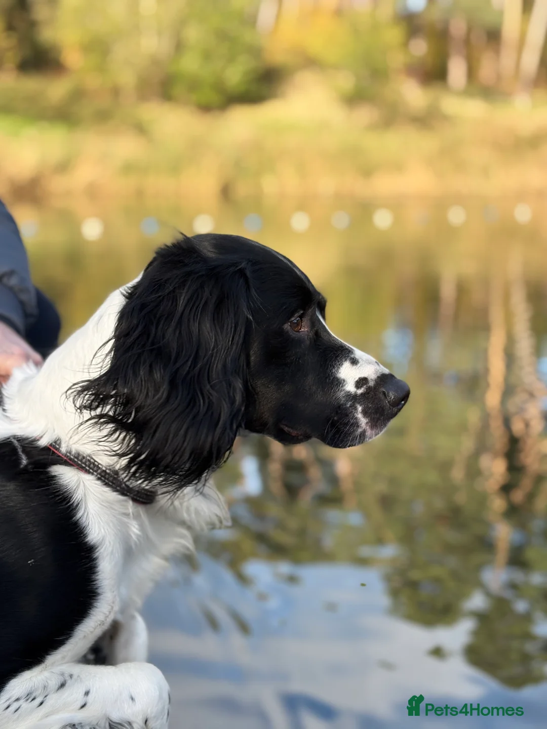 English Springer Spaniel dogs for stud: Ralph for Stud. - Advert 1