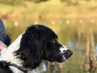 English Springer Spaniel dogs Ralph for Stud. - Advert 1