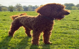 Miniature Poodle dogs for sale: Miniature/toy poodle 1 year old boy (Otis)  - Image 9