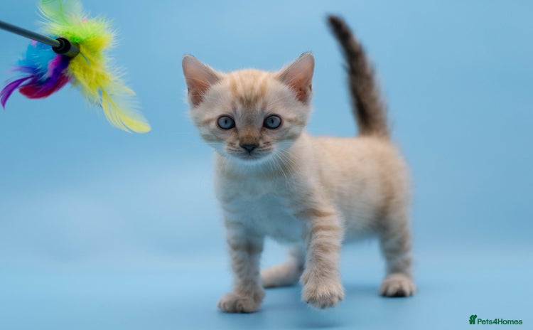 Bengal cats - Advert 4