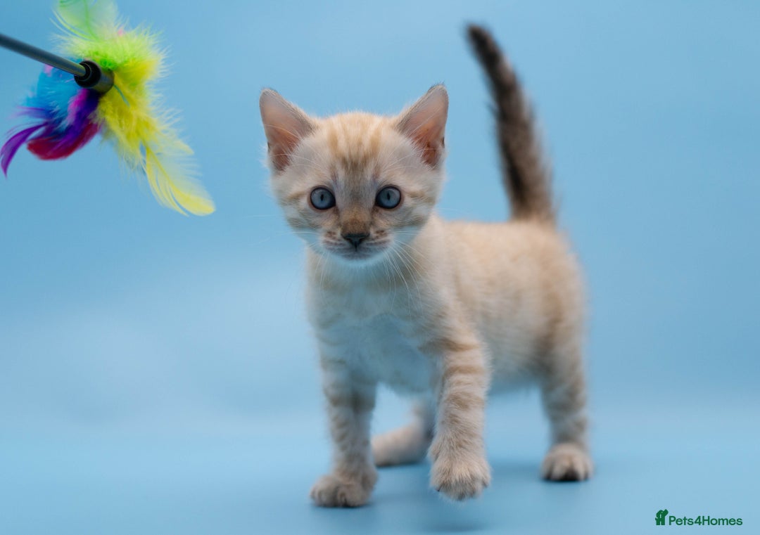 Bengal cats for sale: ✨Stunning Snow Lynx Bengal Boy – TICA Registered🐾 - Image 1