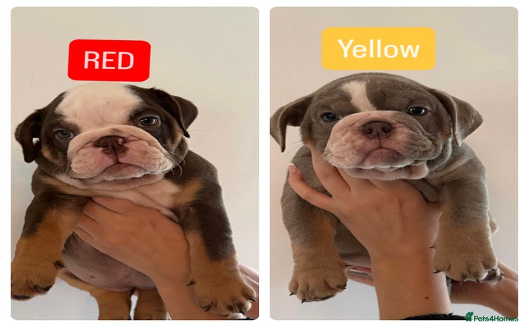 English Bulldog dogs - Advert 15