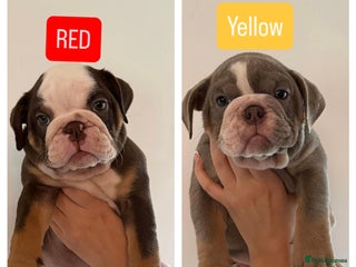 English Bulldog dogs - Advert 19