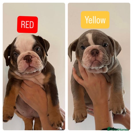 English Bulldog dogs - Advert 11