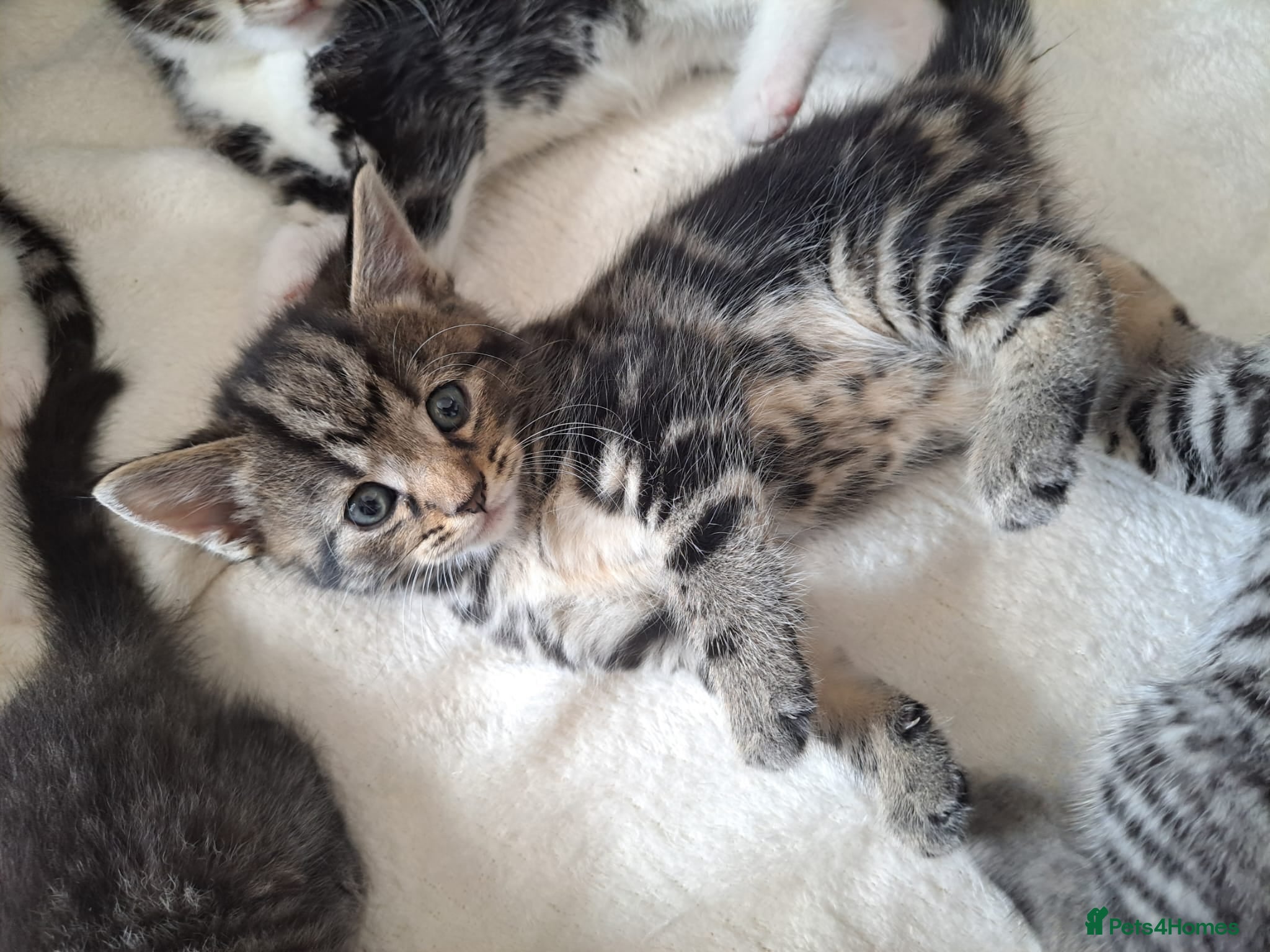 Mixed Breed cats Kittens 🥰 - Advert 12