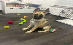 Shepsky dogs for sale: German shepherd cross  - Image 1