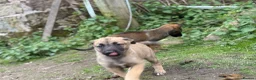 Belgian Shepherd Dog dogs for sale: Belgian malinois puppy’s  in Wrexham - Advert 8