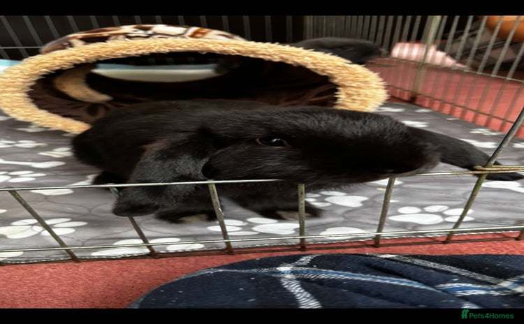 Mini Lop rabbits - Advert 1