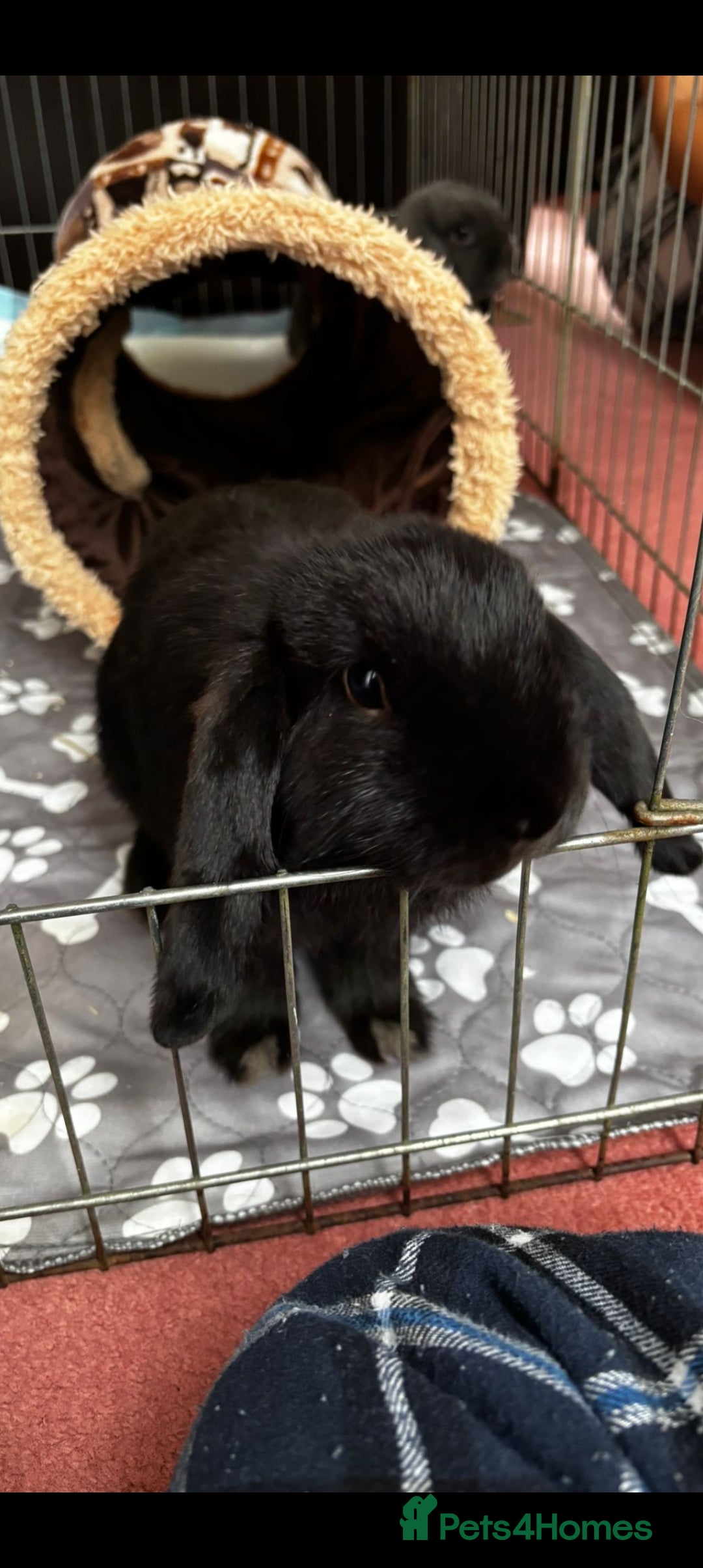 Mini Lop rabbits for sale: Pure mini lop - Image 1