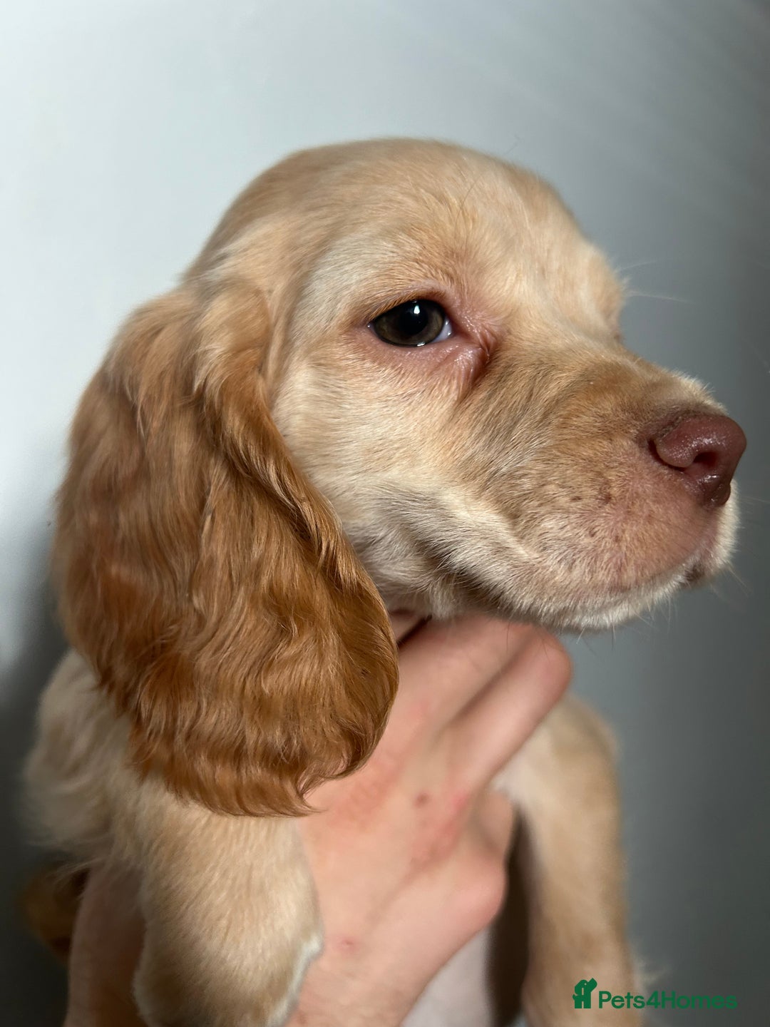 Cocker Spaniel dogs for sale: 3 Cocker Spaniel Puppies. 💙💙💙 - Advert 5