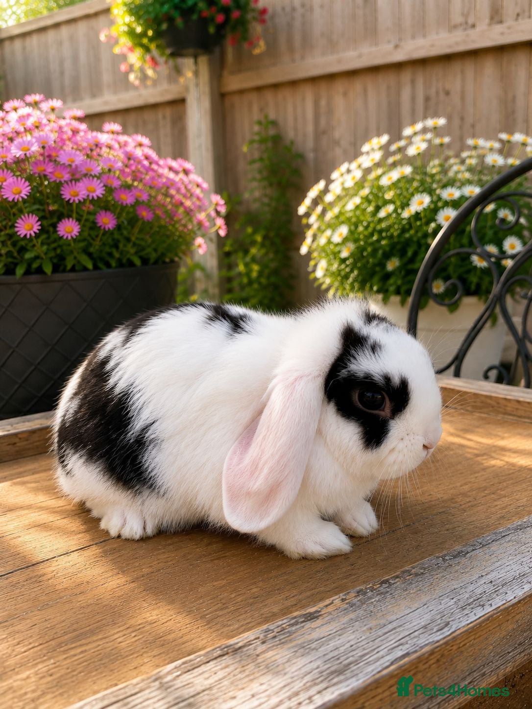 Mini Lop rabbits Minilop bunnies  - Advert 1