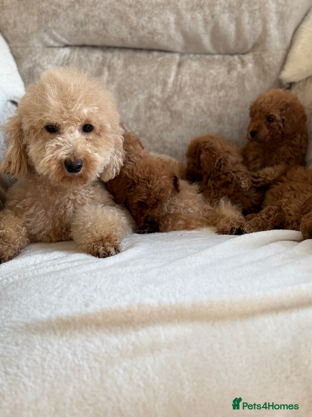 Miniature Poodle dogs for sale: 4 gorgeous miniature girl poodles - Advert 12