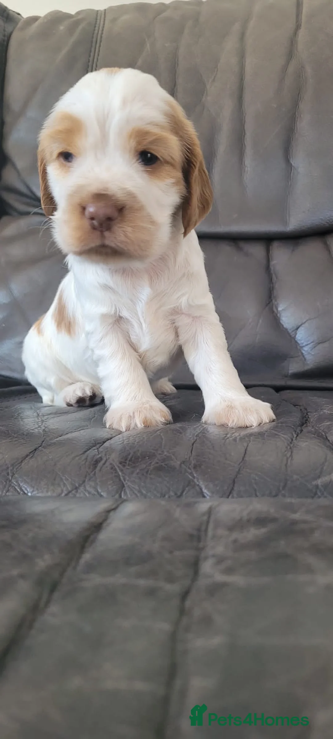 Cocker Spaniel dogs for stud: KC REG SHOW COCKER SPANIEL STUD in Gosport - Advert 14