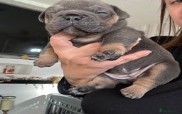 English Bulldog dogs for sale: Beautiful Olde English bulldogs  - Image 1
