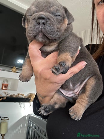 English Bulldog dogs - Advert 1