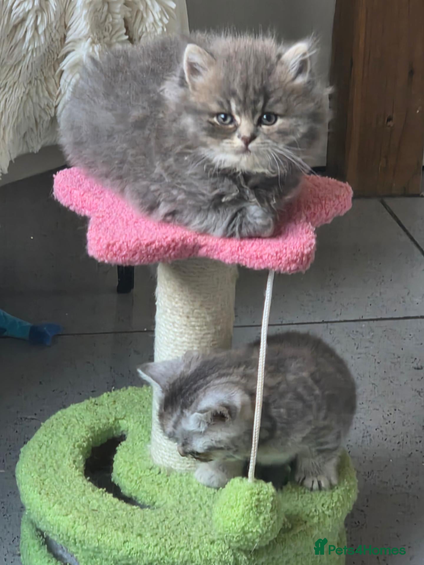 British Shorthair cats Last beautiful BSH girl ready to reserve  - Advert 2