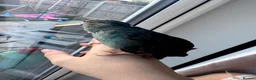 Mixed Breed birds for sale: Teal, the kakariki  - Advert 8