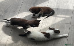 British Shorthair cats for sale: Kittens - Image 18