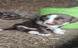 Sprollie dogs for sale:  springer x collies  - Image 1