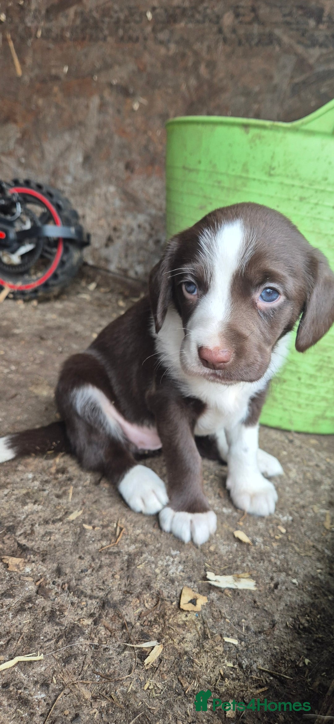 Sprollie dogs for sale:  springer x collies  - Image 1