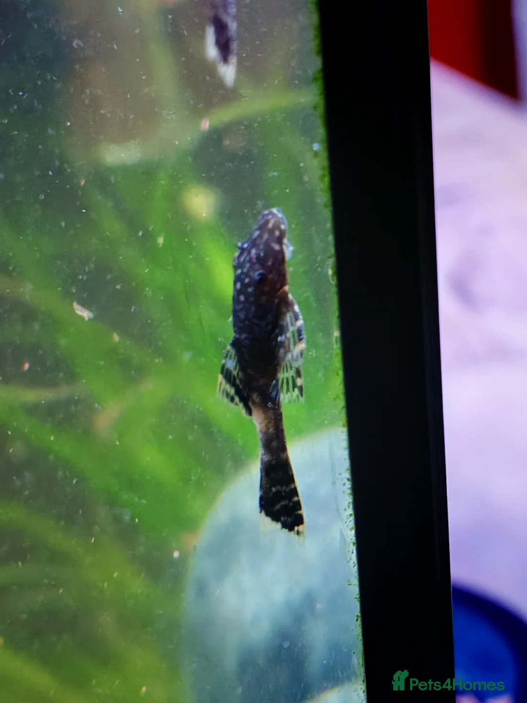 Catfish fish for sale: Bristlenose catfish  - Advert 1