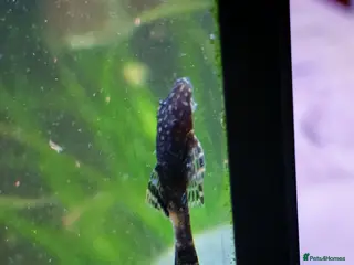 Catfish fish Bristlenose catfish - Advert 11