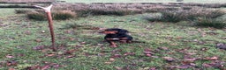 Cocker Spaniel dogs for stud: Proven Top Quality Working Cocker STUD DOG in Newcastle upon Tyne - Advert 4