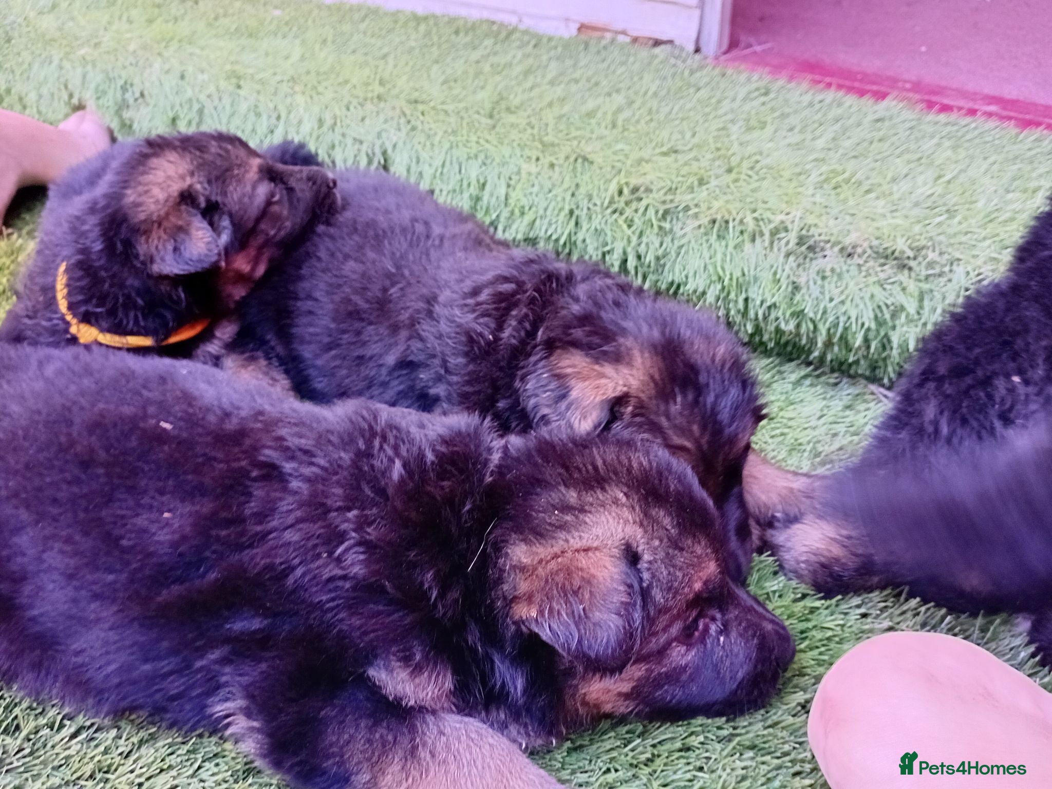 German Shepherd dogs German Shepherd Puppies  - Advert 3