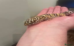 Leopard Gecko reptiles for sale: Female leopard gecko  - Image 5