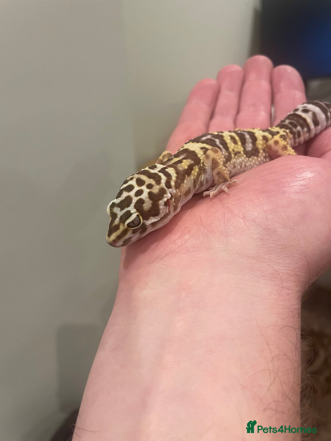 Leopard Gecko reptiles for sale: Female leopard gecko  - Image 5