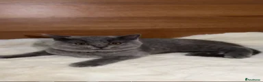 British Shorthair blue biscuit maker