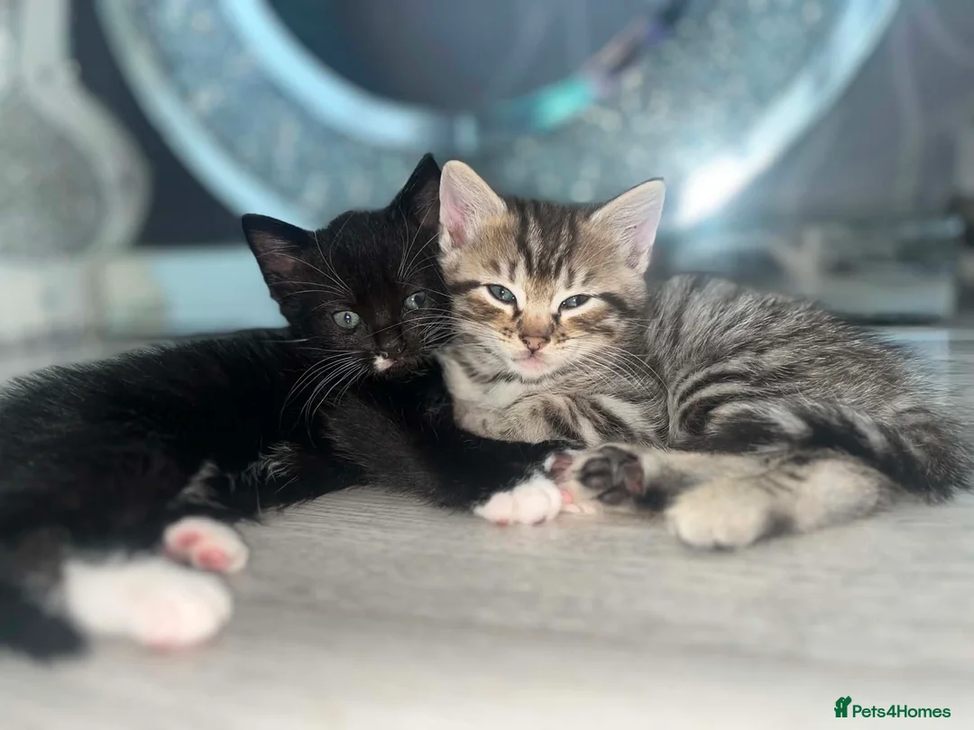 Mixed Breed cats for sale: 2 stunning kittens left - Advert 7